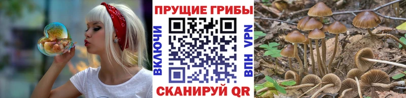 omg   где купить наркоту  Чегем  Галлюциногенные грибы мухоморы 
